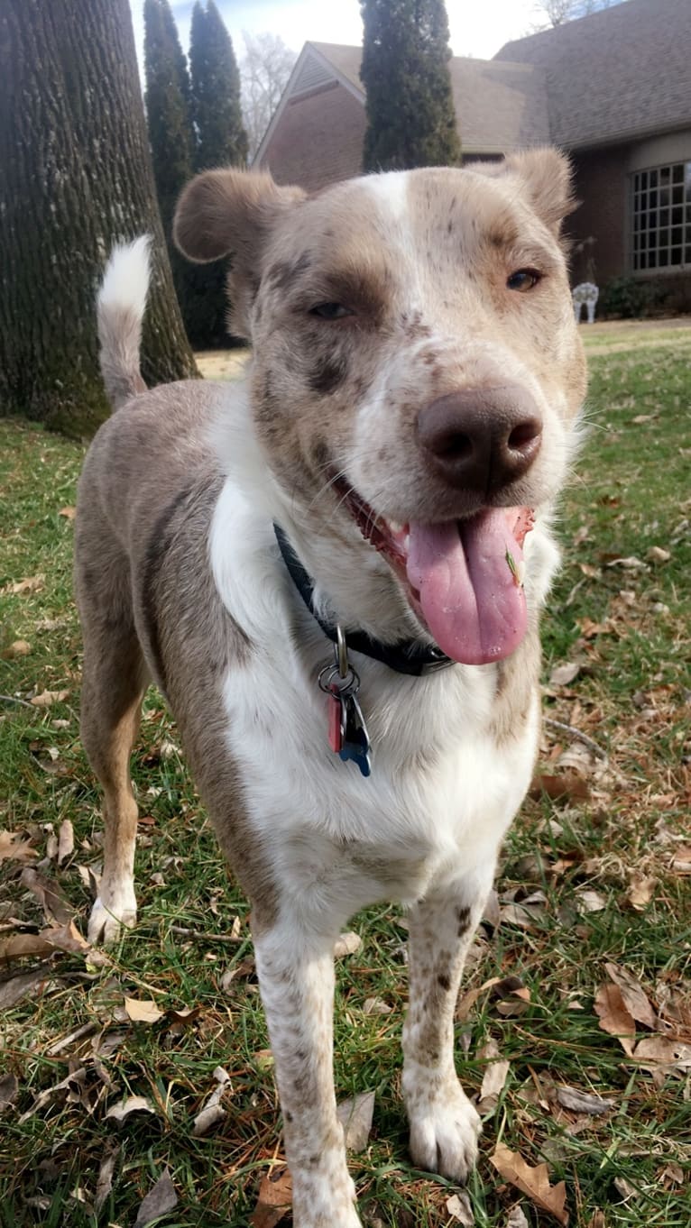 Cooper, an Australian Shepherd and Australian Cattle Dog mix tested with EmbarkVet.com