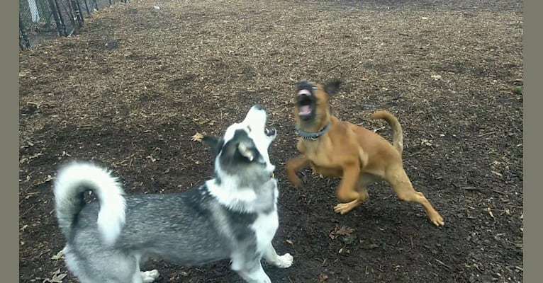 Embark Dog Dna Test Breed
