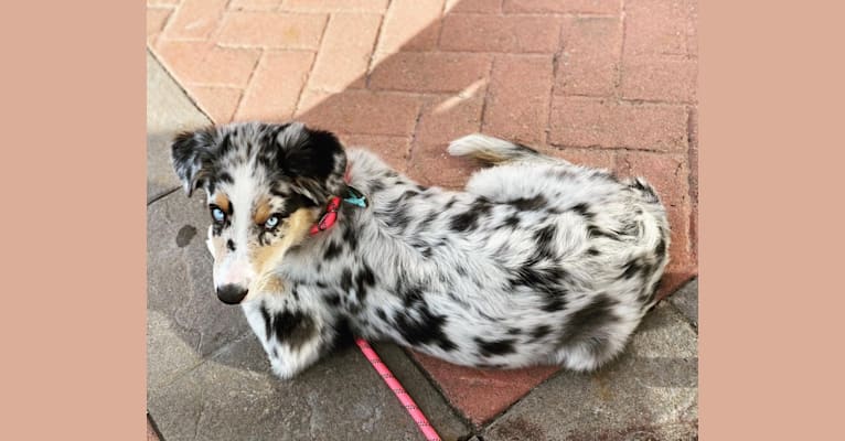 Stella, an Australian Shepherd tested with EmbarkVet.com