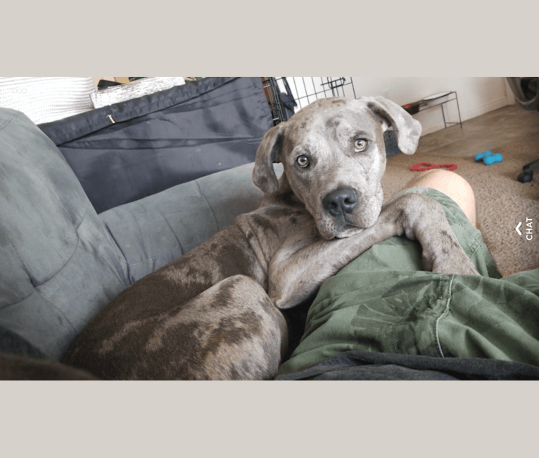 Embark Dog Dna Test Breed