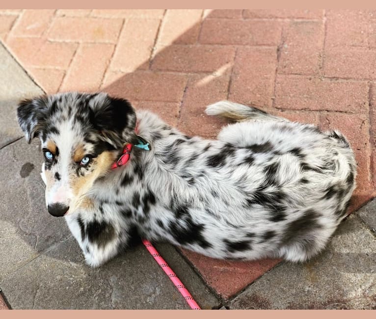 Stella, an Australian Shepherd tested with EmbarkVet.com