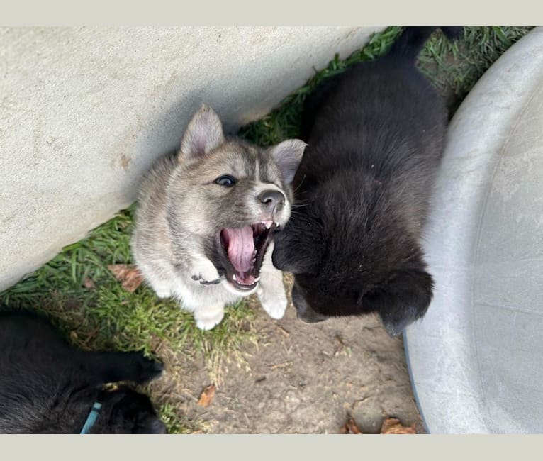 Zima, a Siberian Husky and German Shepherd Dog mix tested with EmbarkVet.com