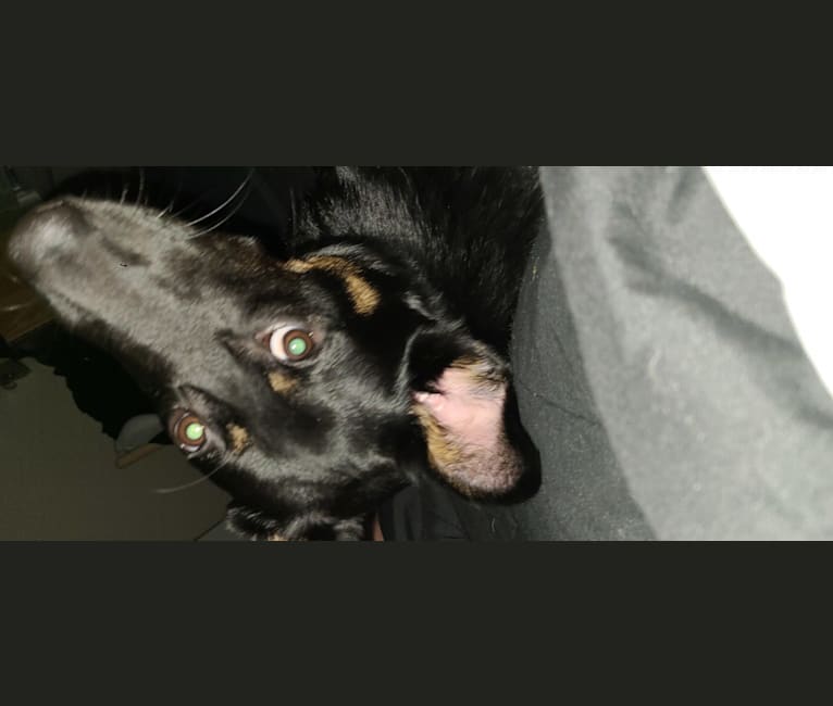Bernie, a German Shepherd Dog and Australian Cattle Dog mix tested with EmbarkVet.com