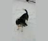 Cooper, a Rat Terrier and German Shepherd Dog mix tested with EmbarkVet.com