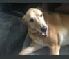Riley, a Labrador Retriever and Chow Chow mix tested with EmbarkVet.com