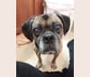 Photo of Barney, a Puggle  in Independence, Missouri, USA