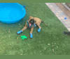Diego, a Mastiff and German Shepherd Dog mix tested with EmbarkVet.com