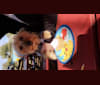 Banjo, a Yorkshire Terrier and Pomeranian mix tested with EmbarkVet.com