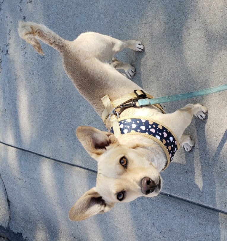 Swivel, a Chihuahua and Poodle (Small) mix tested with EmbarkVet.com