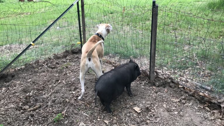 Kita Bonita, an American Bulldog and Chow Chow mix tested with EmbarkVet.com