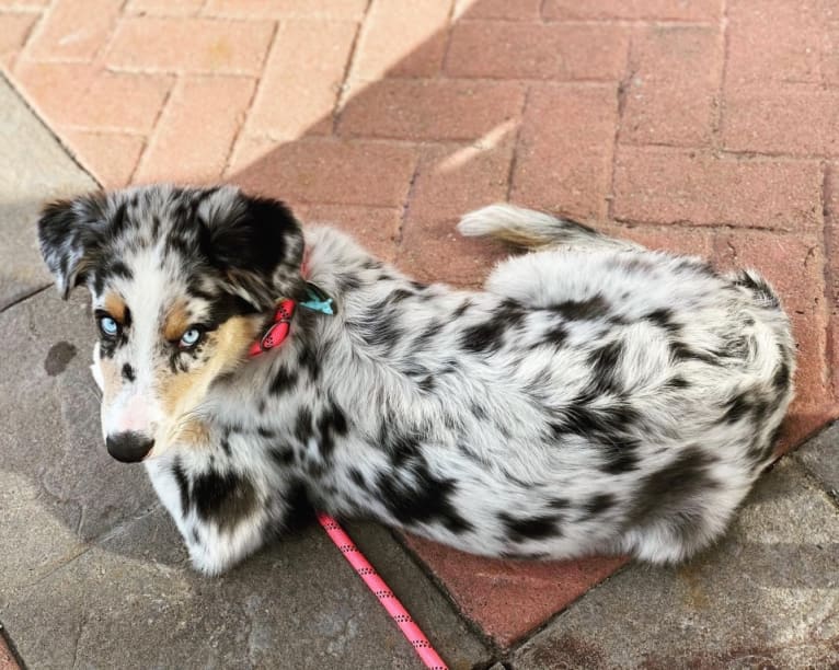 Stella, an Australian Shepherd tested with EmbarkVet.com