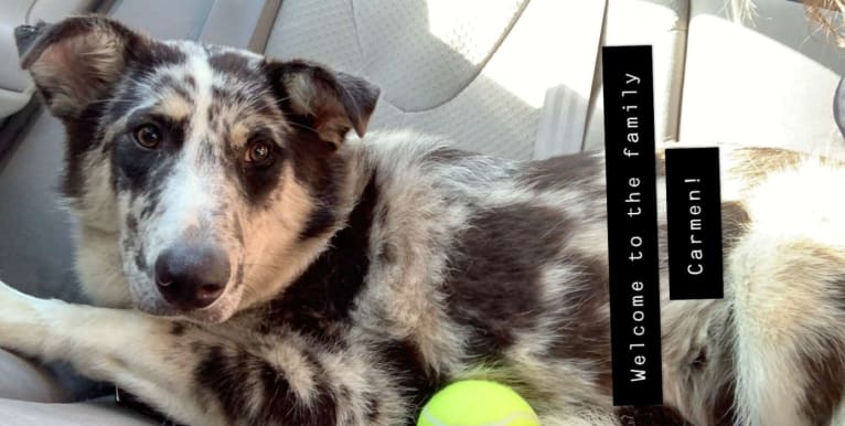 Carmen, a Collie and Siberian Husky mix tested with EmbarkVet.com