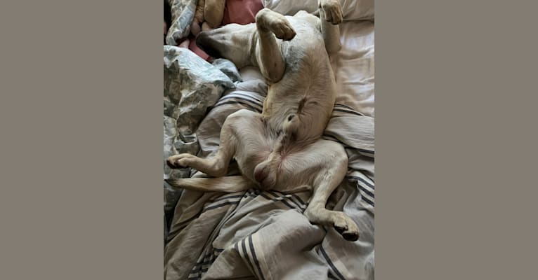 Photo of Duke, an American Bully, Siberian Husky, American Pit Bull Terrier, German Shepherd Dog, and Alaskan Malamute mix in Pomona, California, USA