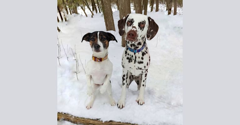 Shelby, a Dalmatian tested with EmbarkVet.com
