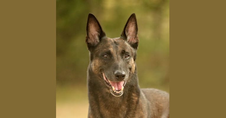 Photo of Magnum, a Belgian Shepherd  in Blossom, Texas, USA
