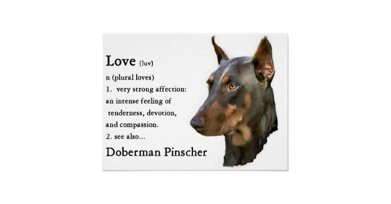 Vlade, a Doberman Pinscher and Labrador Retriever mix tested with EmbarkVet.com