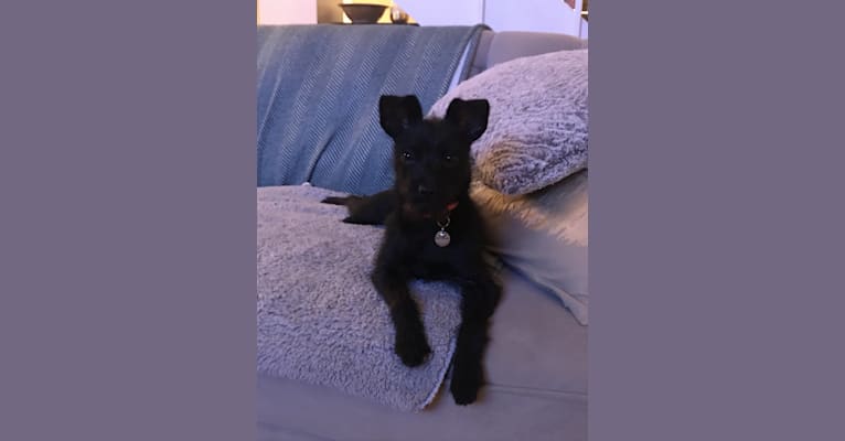 Sabra, a Chihuahua and Miniature Pinscher mix tested with EmbarkVet.com