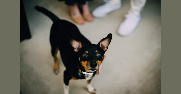 Romeo, a Miniature Pinscher and Rat Terrier mix tested with EmbarkVet.com
