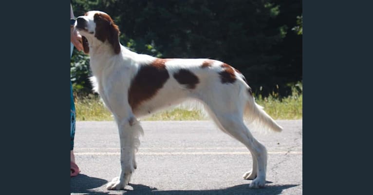 Luna, an Irish Red and White Setter tested with EmbarkVet.com