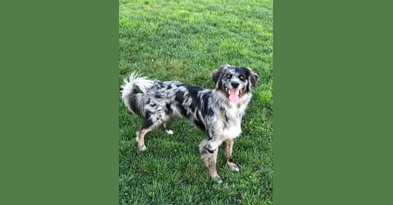 Blue, an Australian Retriever tested with EmbarkVet.com