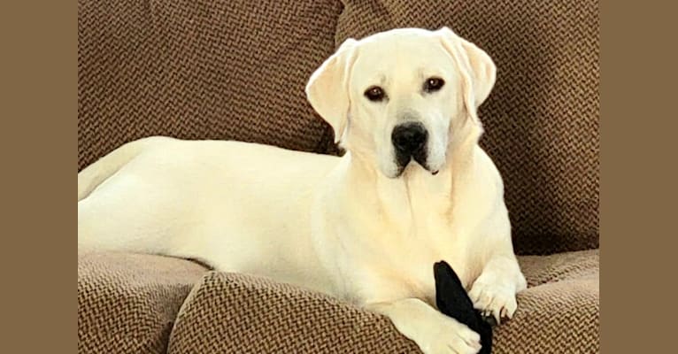 "King", a Labrador Retriever tested with EmbarkVet.com