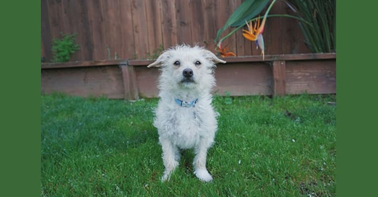 Photo of Laka, a Chihuahua, Poodle (Small), and Mixed mix in Stockton, California, USA