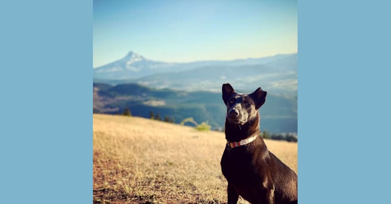 Coco, a Belgian Malinois and German Shepherd Dog mix tested with EmbarkVet.com
