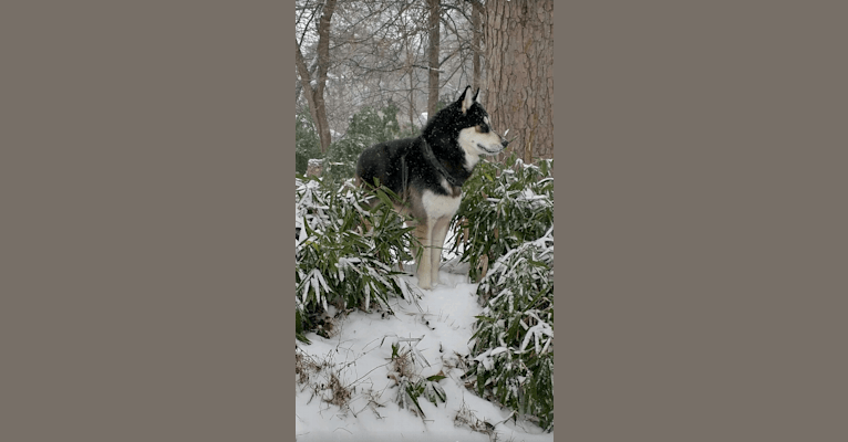 Photo of Polo aka Wolfy, a   in Southaven, MS, USA