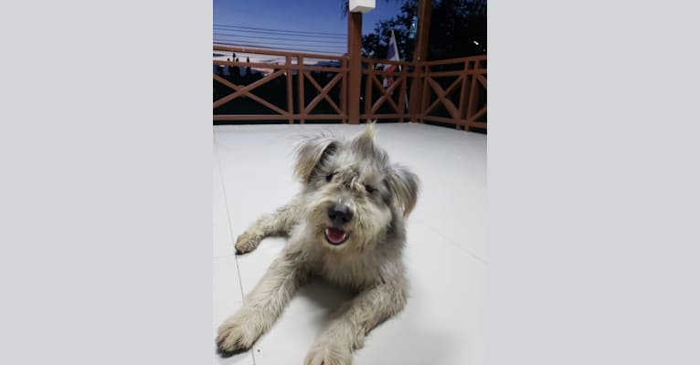 Shaggy, a Southeast Asian Village Dog tested with EmbarkVet.com