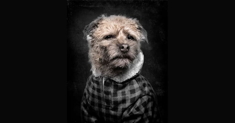 Severus, a Border Terrier tested with EmbarkVet.com