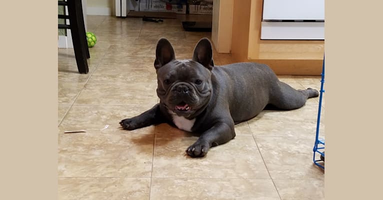 Axel, a French Bulldog tested with EmbarkVet.com