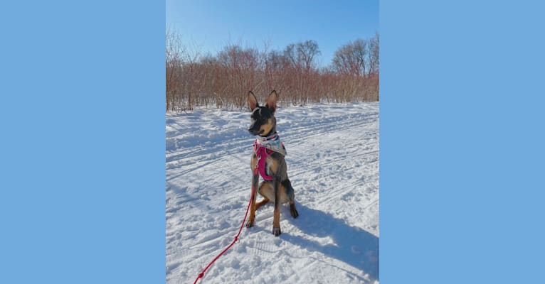 Hazel, an American Village Dog tested with EmbarkVet.com