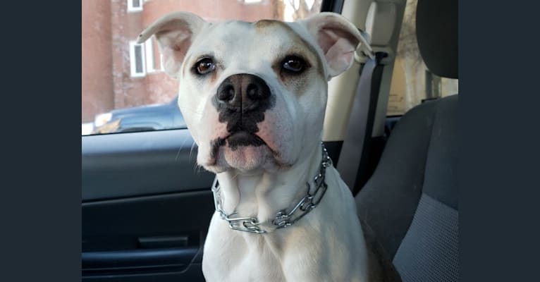Weegee, an American Pit Bull Terrier and American Bulldog mix tested with EmbarkVet.com