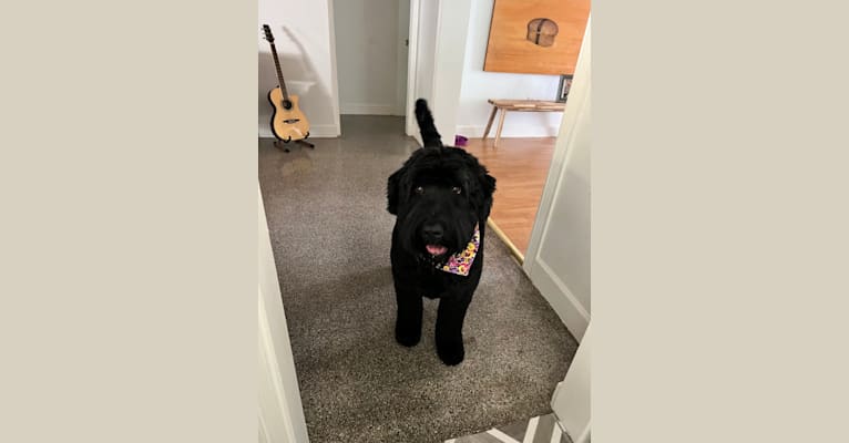 Jinx, a Black Russian Terrier tested with EmbarkVet.com
