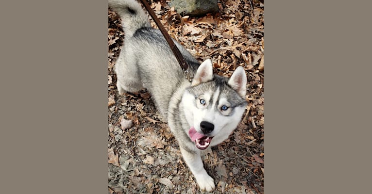 Photo of Kennon's Song Of Olympus, a Siberian Husky 