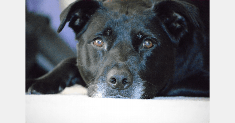 Sadie, a Staffordshire Terrier and Rottweiler mix tested with EmbarkVet.com