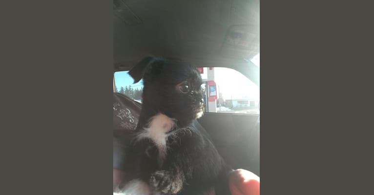Embark Dog Dna Test Breed