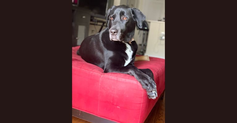 Peyton, a Labrador Retriever and Great Pyrenees mix tested with EmbarkVet.com