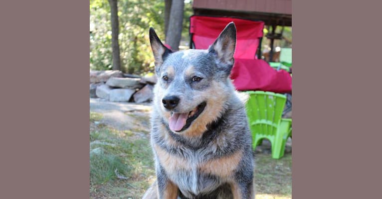 Chase, an Australian Cattle Dog and German Shepherd Dog mix tested with EmbarkVet.com