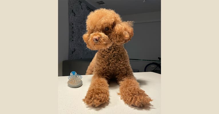 Photo of Waffles, a Poodle (Small)  in Mississippi, USA