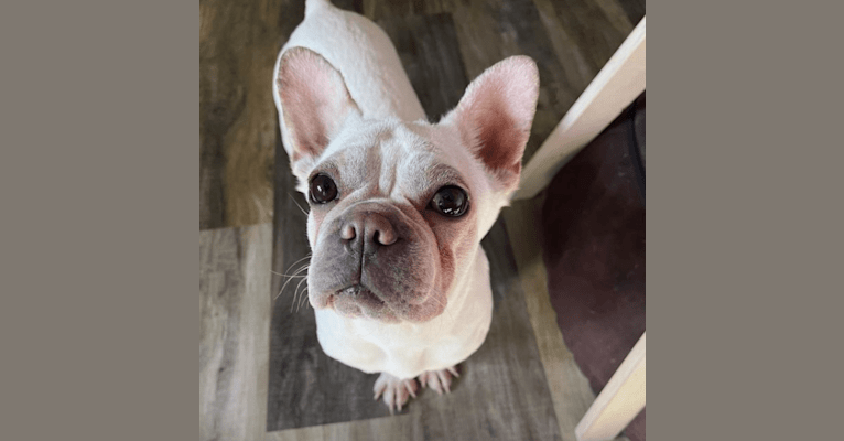 Opal, a French Bulldog and Pekingese mix tested with EmbarkVet.com