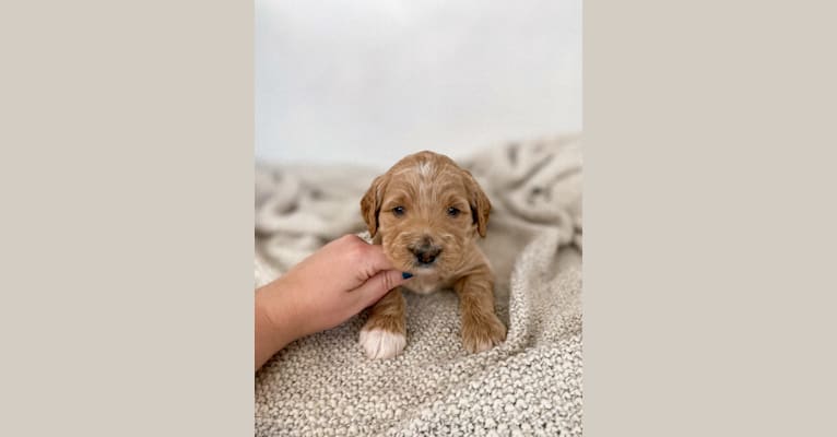 Dahlia, a Goldendoodle tested with EmbarkVet.com