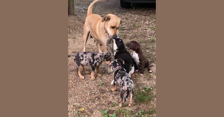 Photo of Zoey, a Labrador Retriever, German Shepherd Dog, American Pit Bull Terrier, Rottweiler, and Australian Cattle Dog mix in Mississippi, USA