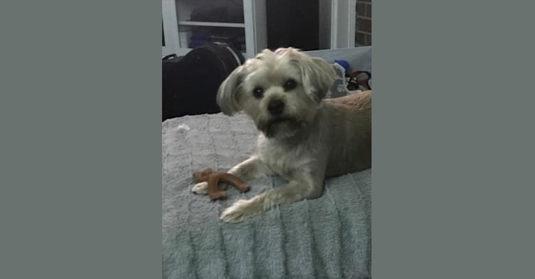 Lucky, a Yorkshire Terrier and Shih Tzu mix tested with EmbarkVet.com
