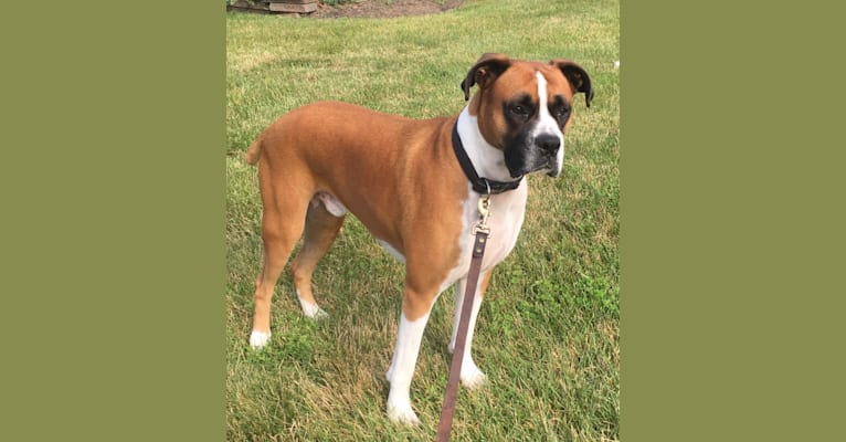 Photo of Gus, a Boxer  in Montgomery, New Jersey, USA