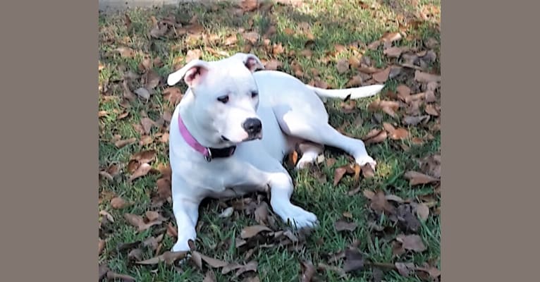 Lila, an American Pit Bull Terrier and Dogo Argentino mix tested with EmbarkVet.com