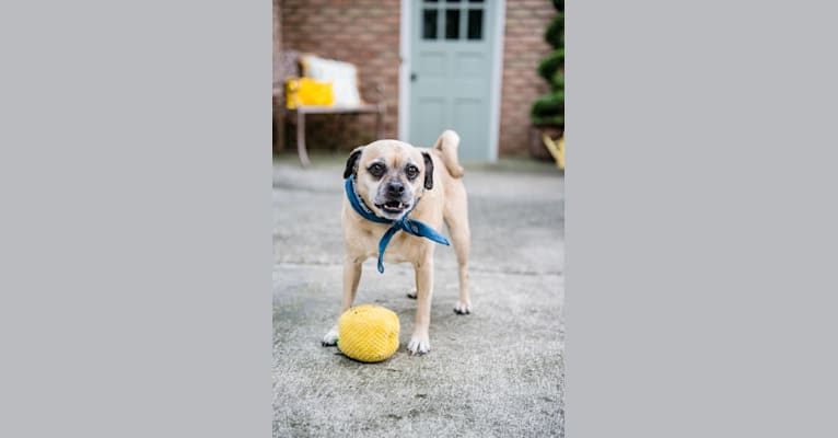 Zeus, a Pug and Rat Terrier mix tested with EmbarkVet.com