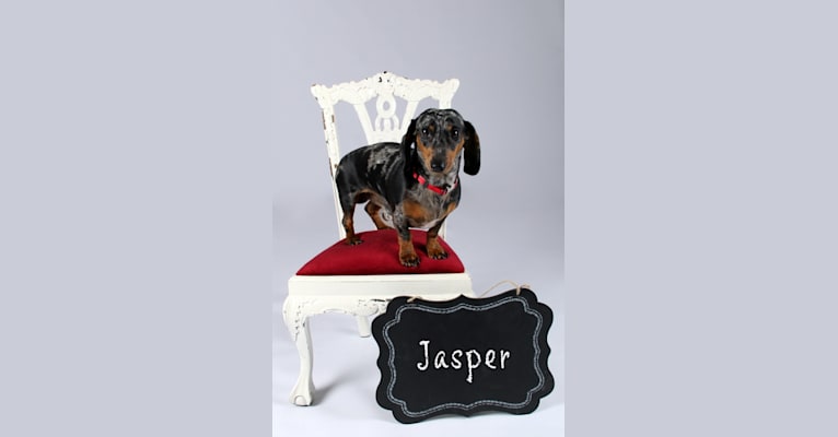 Jasper, a Dachshund tested with EmbarkVet.com