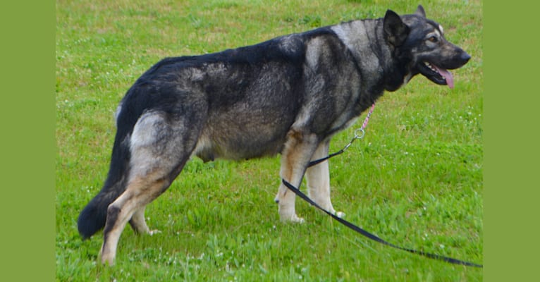 Vegas, a German Shepherd Dog and Alaskan Malamute mix tested with EmbarkVet.com