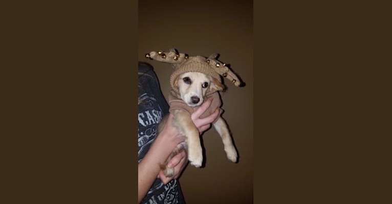 Hopper, a Chihuahua and Maltese mix tested with EmbarkVet.com